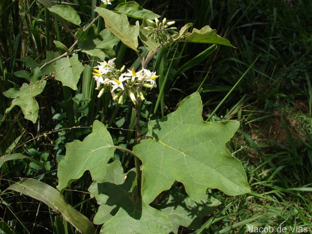 Solanum torvum Sw.